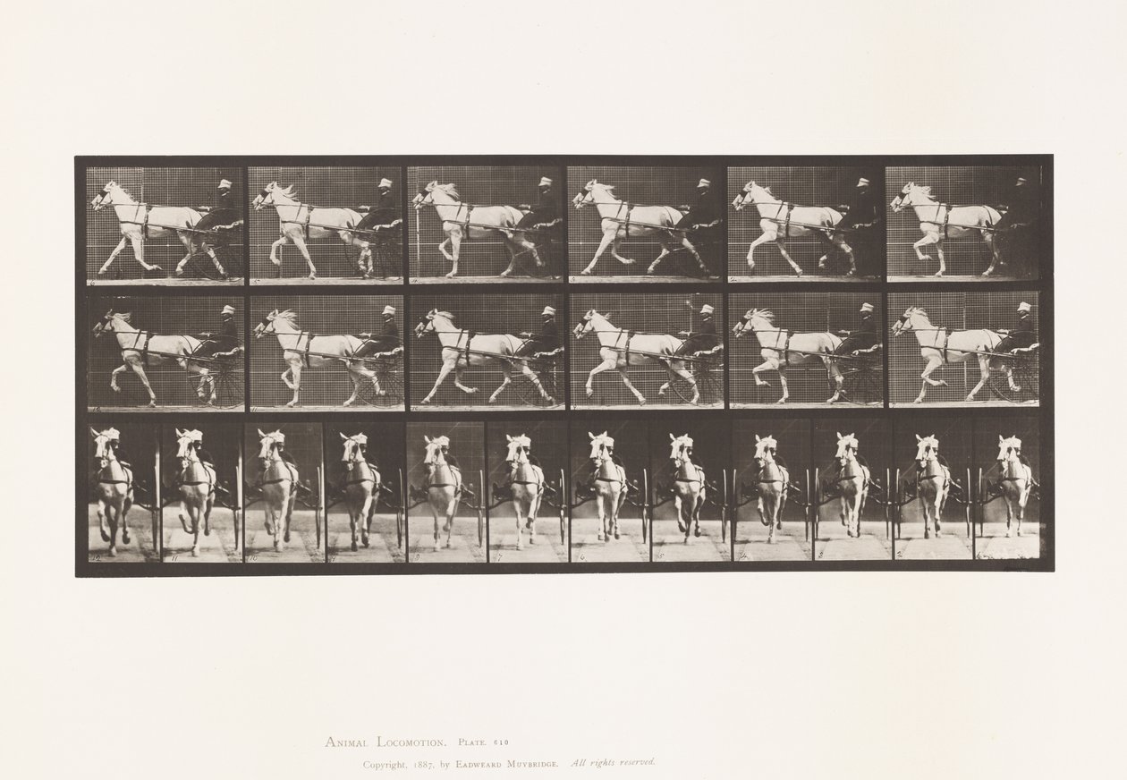 Plaka 610. Paça; somurtkan; Gri Kısrak, Katydid by Eadweard Muybridge