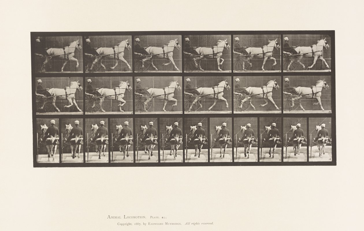 Plaka 611. Paça; somurtkan; Gri Kısrak, Katydid by Eadweard Muybridge
