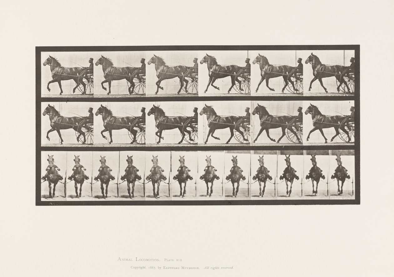 Plaka 612. Paça; somurtkan; Bay Horse, Dereumd by Eadweard Muybridge