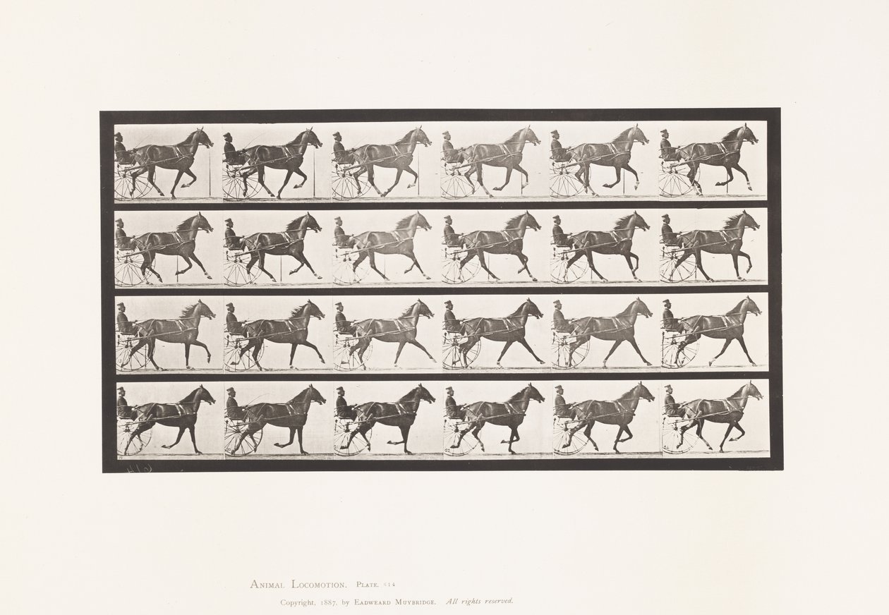 Plaka 614. Paça; Dörtnala Koşmak; Kuzukulağı Kısrak Flode Holden by Eadweard Muybridge