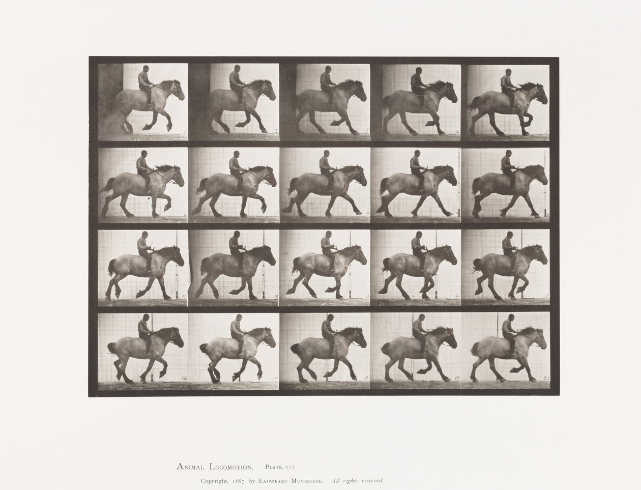 Plaka 615. Canter: Eyersiz; Koyu Gri Belçika Atı Hansel by Eadweard Muybridge