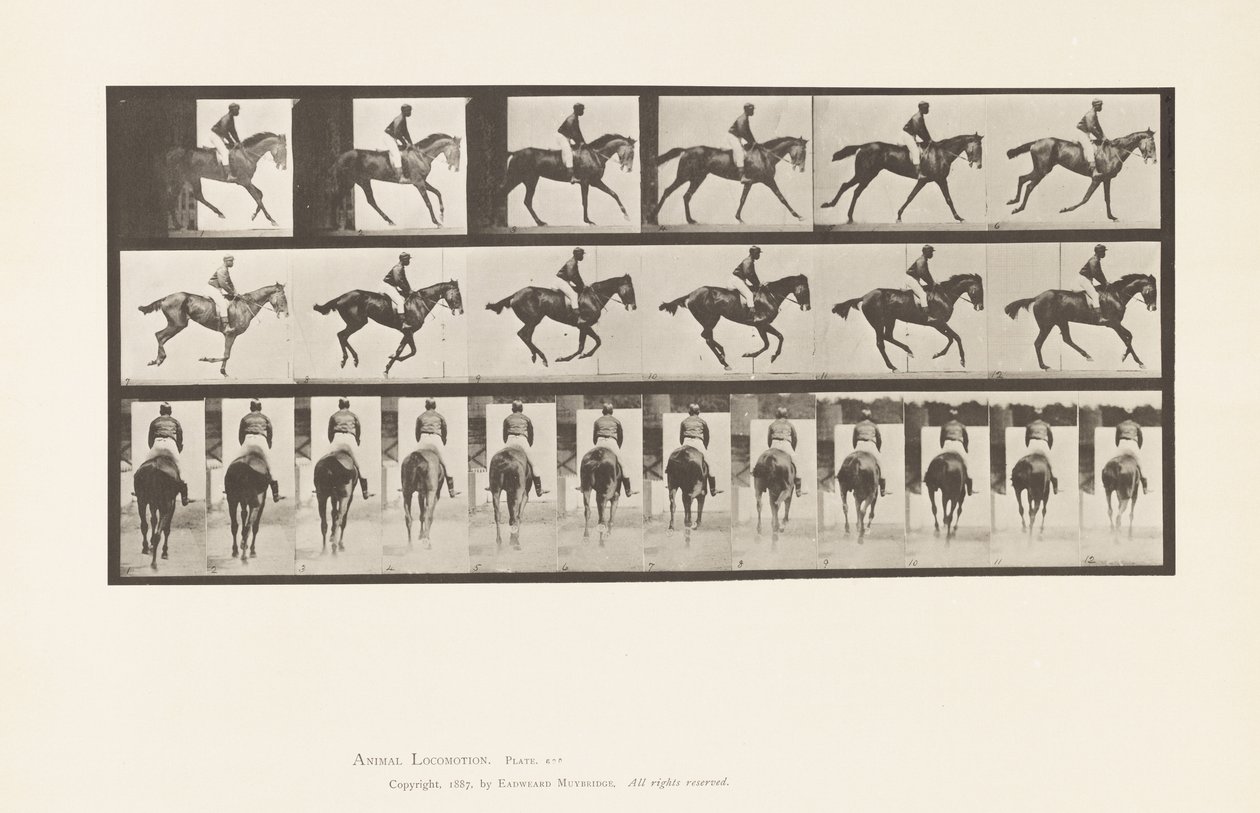 Plaka 620. Canter; Sele; Safkan Bay Mare Annie 6. by Eadweard Muybridge