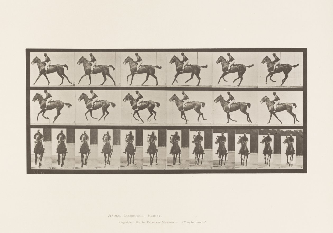 Plaka 621. Canter; Sele; Safkan Bay Mare Annie 6 by Eadweard Muybridge