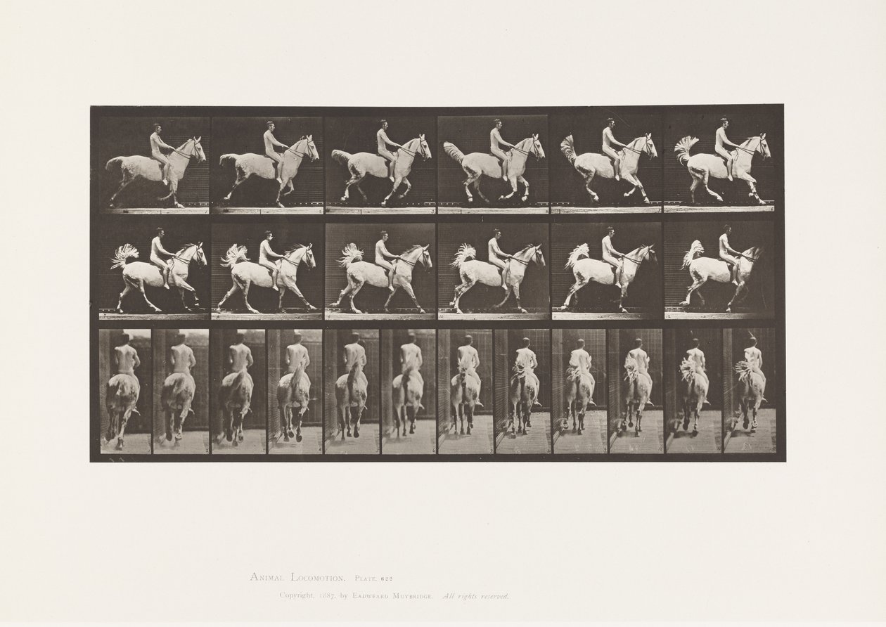 Plaka 622. Canter; Sele; Binici, 43, Çıplak; gri at Smith, 1885 by Eadweard Muybridge
