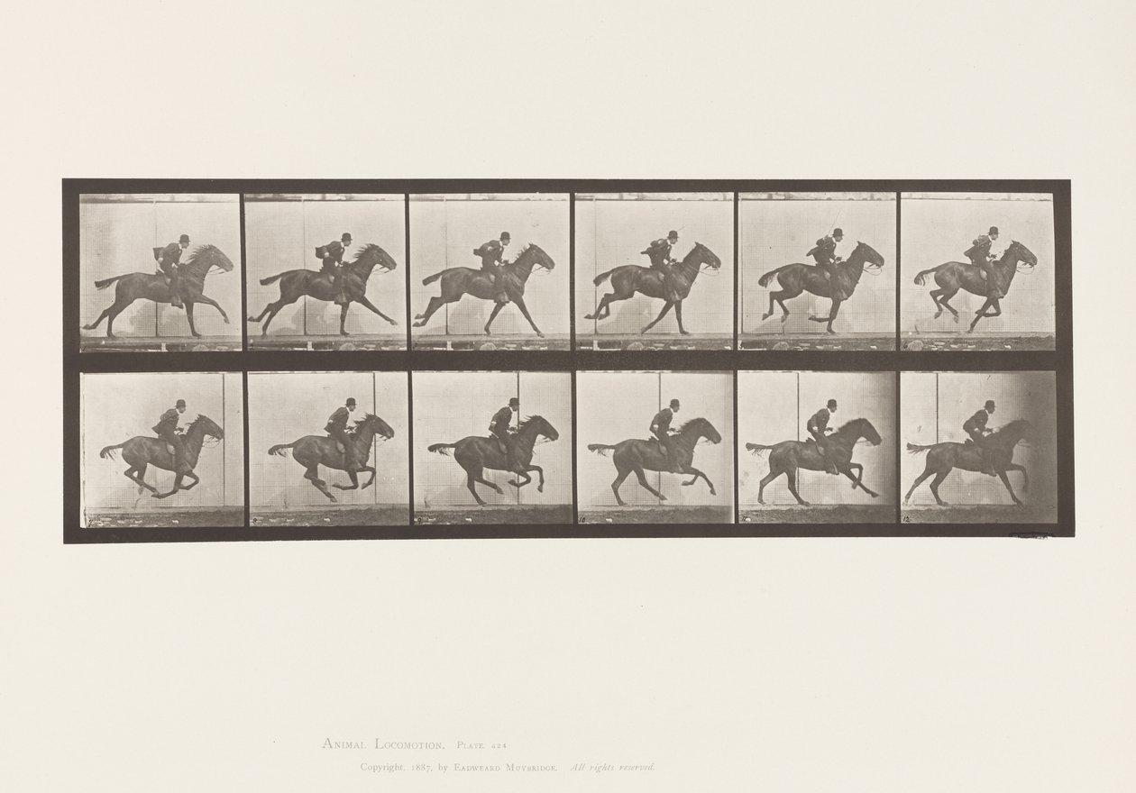 Plaka 624. Dörtnala; Sele; Defne Atı Papatya by Eadweard Muybridge