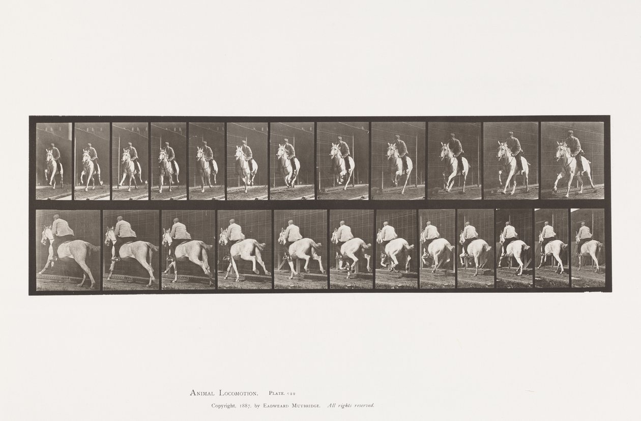 Plaka 630. Dörtnala; Sele; Gri Kısrak Pandora by Eadweard Muybridge
