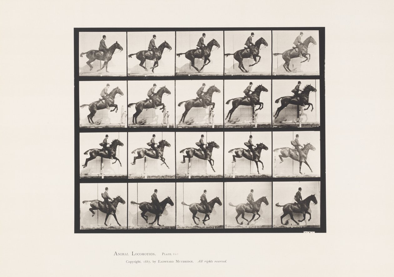 Plaka 640. Engel Atlamak; Sele; Defne Atı Papatya by Eadweard Muybridge