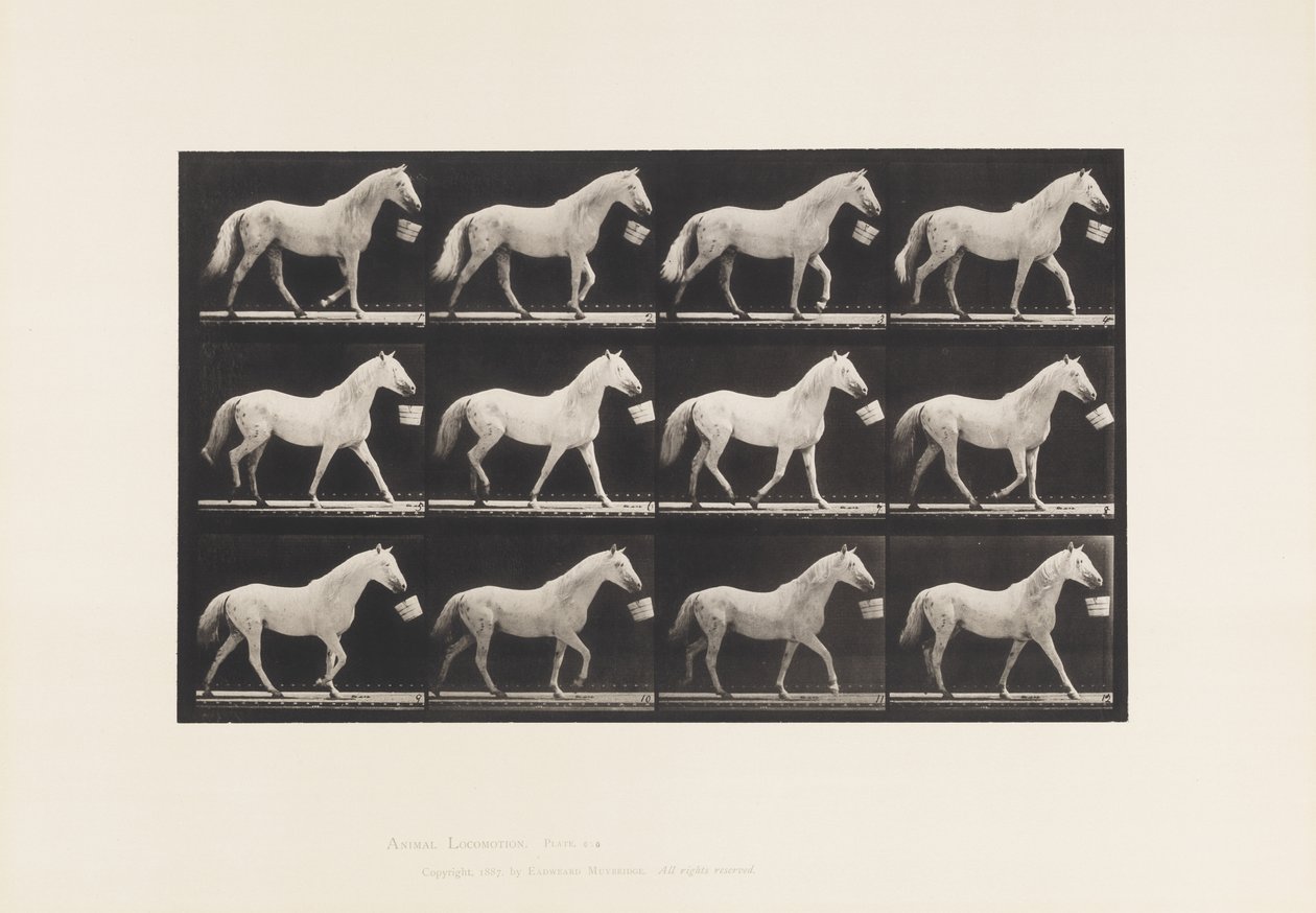 Plaka 650. Ağızda Kova İle Yürümek; Açık Gri At by Eadweard Muybridge