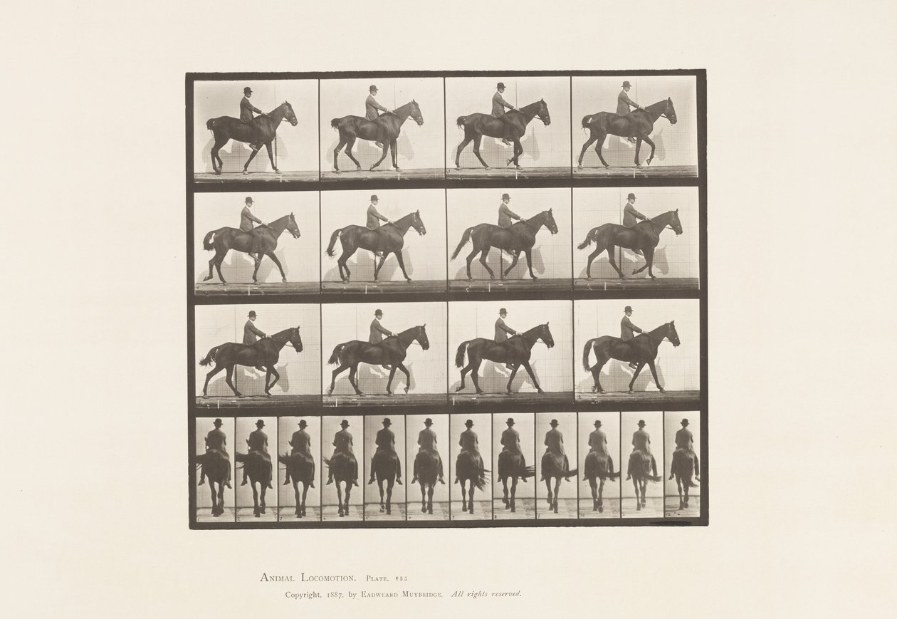 Plaka 655. Yürüyüş; Sele; Spavin, Sağ Arka Bacak; At by Eadweard Muybridge