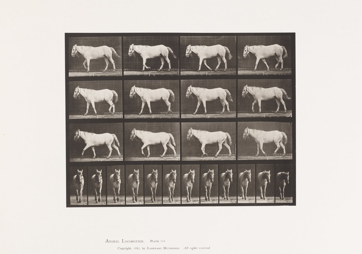 Plaka 656. Yürüyüş; Özgür; Kıkırdak Kemikleşmesi by Eadweard Muybridge