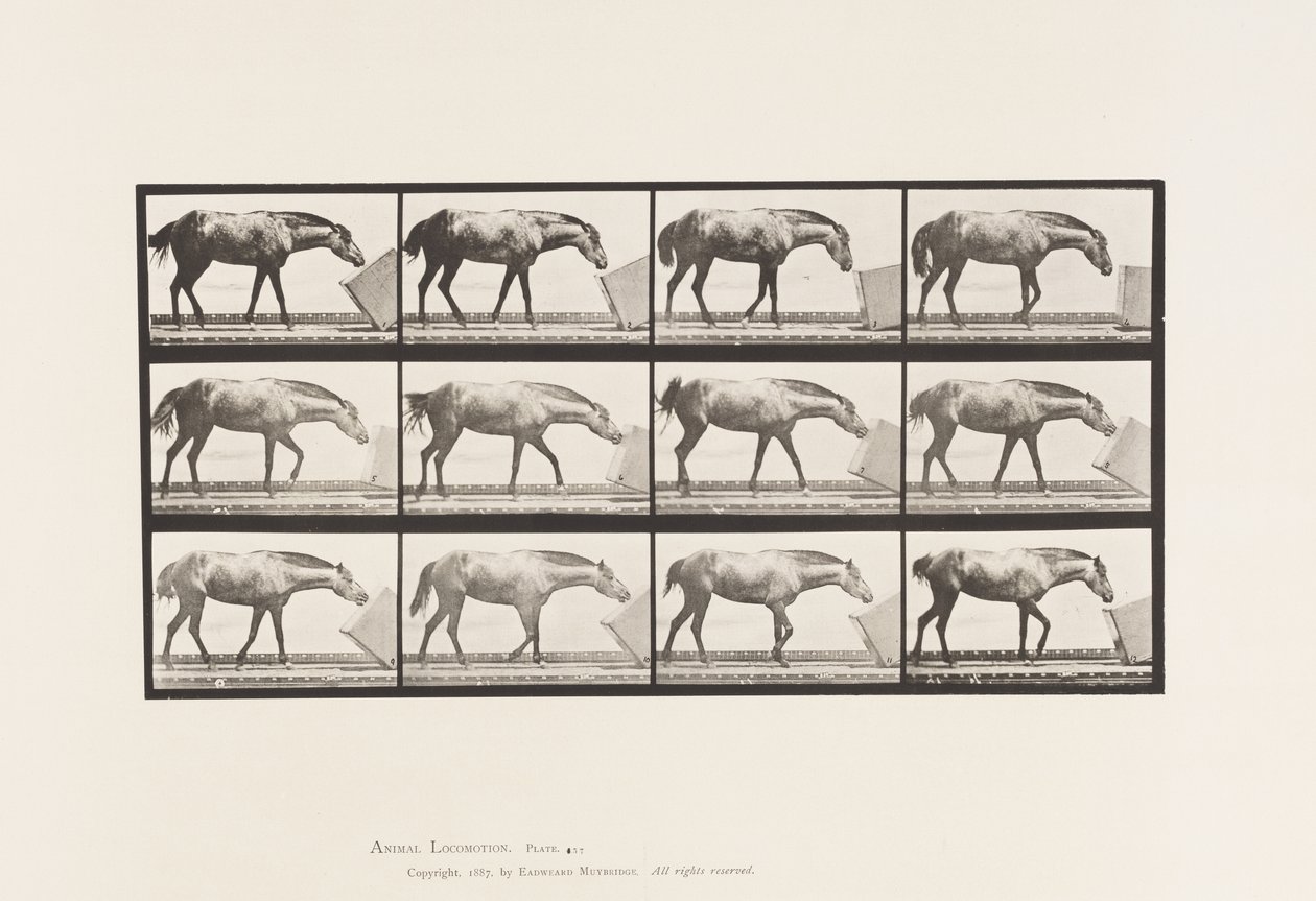 Plaka 657. Bir Kutuyu Yuvarlamak; Midilli, Lotta by Eadweard Muybridge