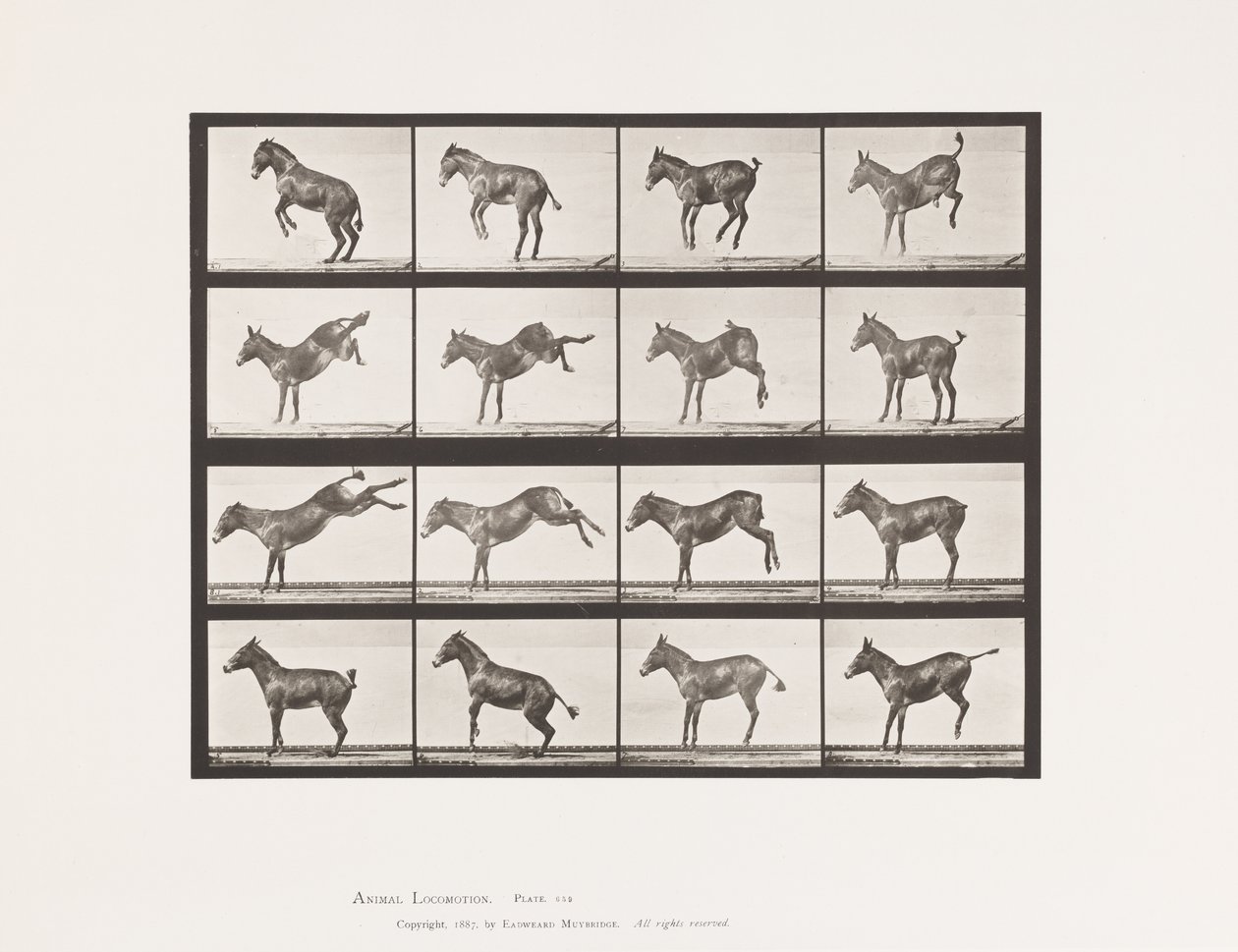 Plaka 659. Katır; A, B, Tekmeleme ve Tekmeleme; Ruth by Eadweard Muybridge