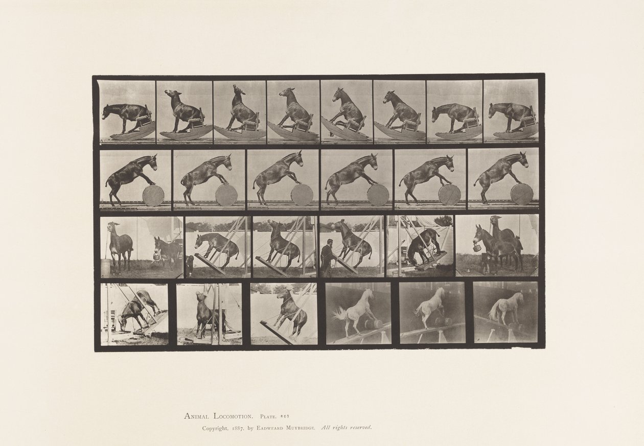 Plaka 660. Katır; Çeşitli Performanslar Denver by Eadweard Muybridge