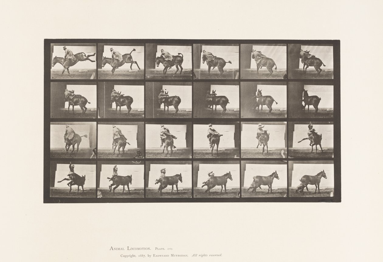Plaka 661. Katır; A, B, Ateşe Dayanıklı Hayvan Ruth by Eadweard Muybridge