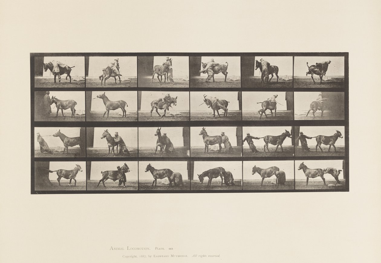 Plaka 662. Katır; A, B, A Ateşe Dayanıklı Hayvan Denver by Eadweard Muybridge
