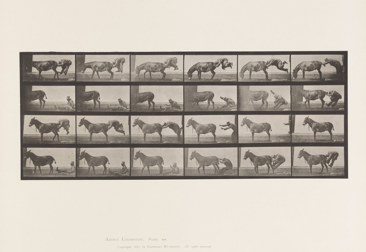 Plaka 663. Katır; A, B, A Ateşe Dayanıklı Hayvan Denver by Eadweard Muybridge