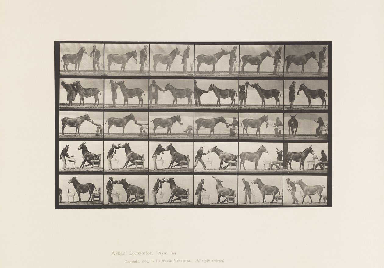 Plaka 664. Katır; Çeşitli Performanslar; bir masada vb. by Eadweard Muybridge