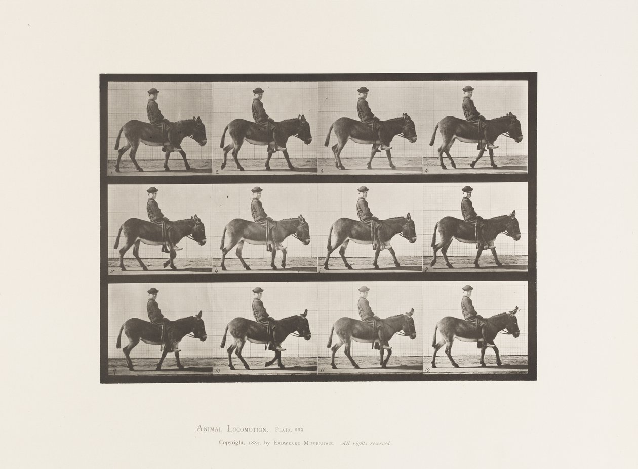 Plaka 665. Eşek; Yürüme; Eyersiz; Bir Çocuk Binme, Jennie by Eadweard Muybridge