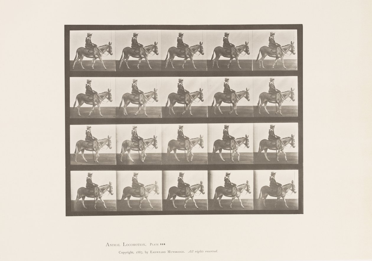 Plaka 666. Eşek; Yürüme; Sele; Bir Kız Binme, Hayvanat Bahçesi by Eadweard Muybridge