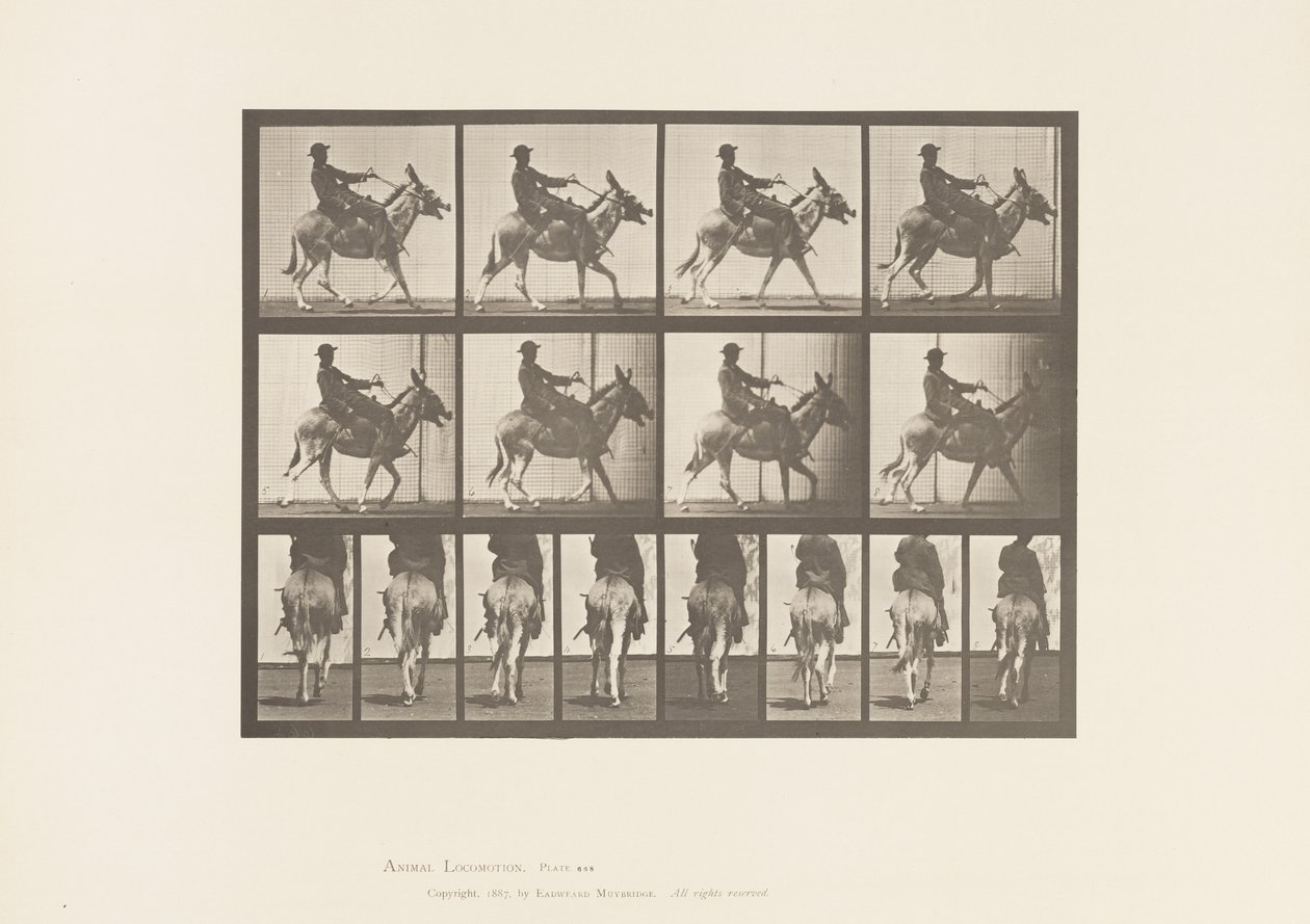 Plaka 668. Eşek; dolaşmak; Sele; Bir Çocuk Binme, Hayvanat Bahçesi by Eadweard Muybridge