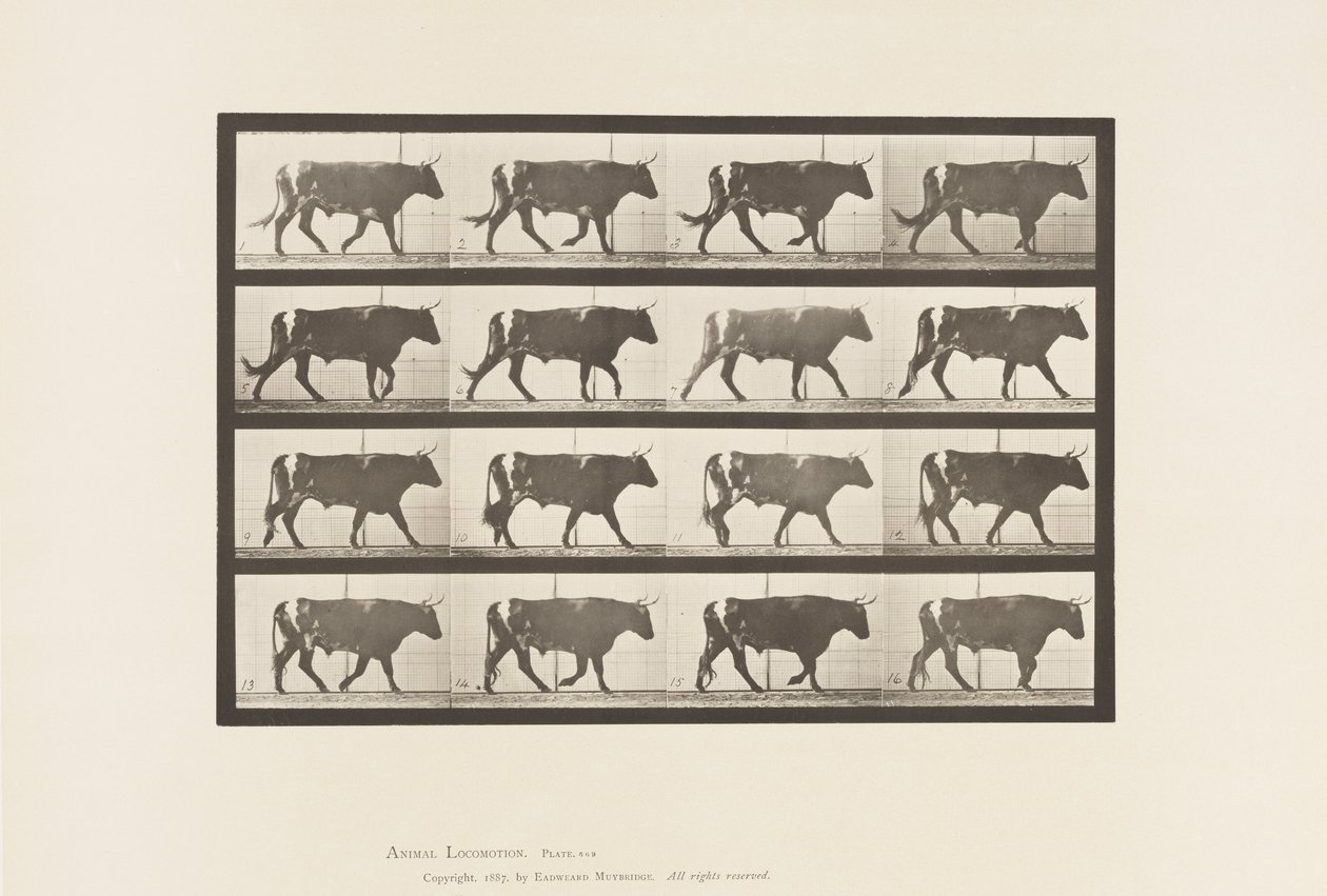 Plaka 669. Öküz; Yürüme by Eadweard Muybridge
