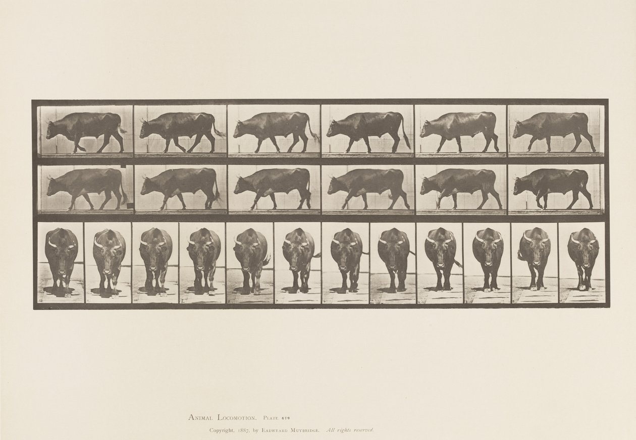 Plaka 670. Öküz; Yürüme by Eadweard Muybridge