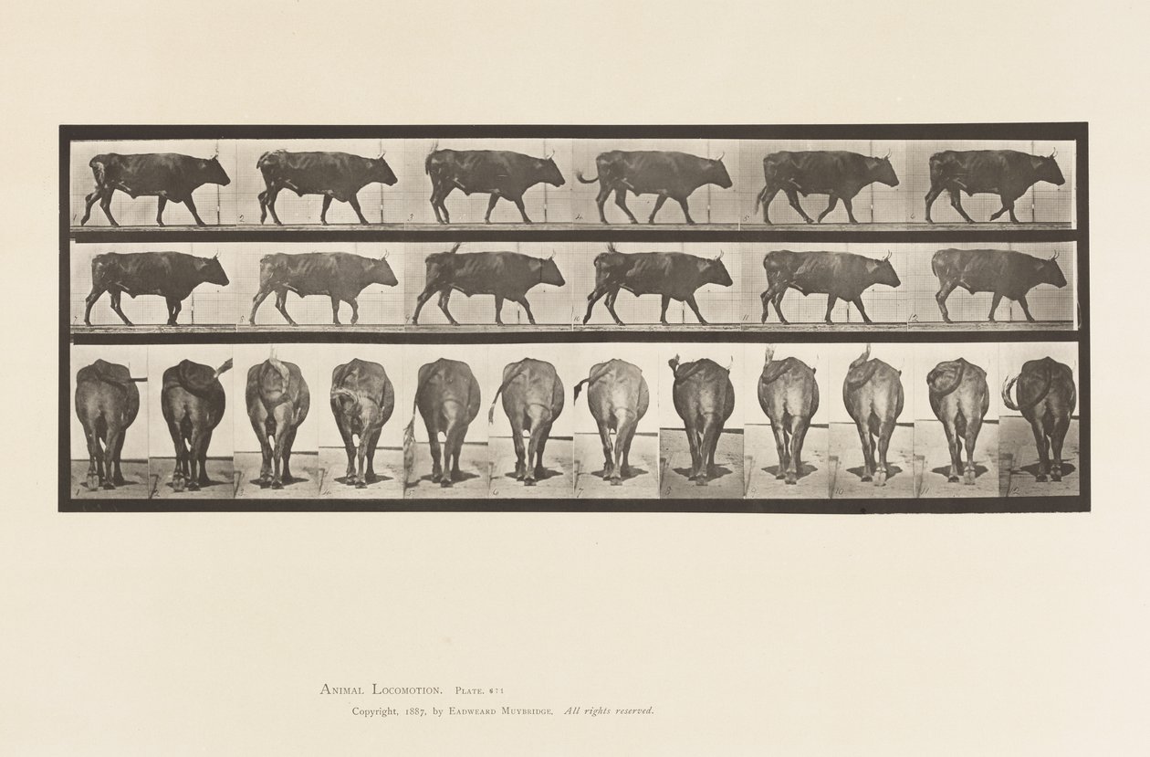 Plaka 671. Öküz; Yürüme by Eadweard Muybridge