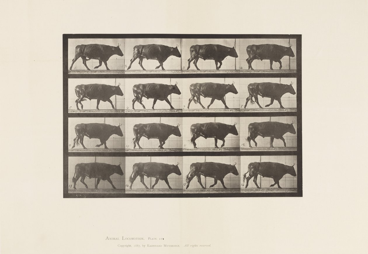 Plaka 672. Öküz; paça by Eadweard Muybridge