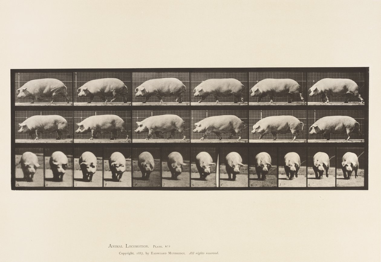 Plaka 673. Domuz; Yürüme by Eadweard Muybridge