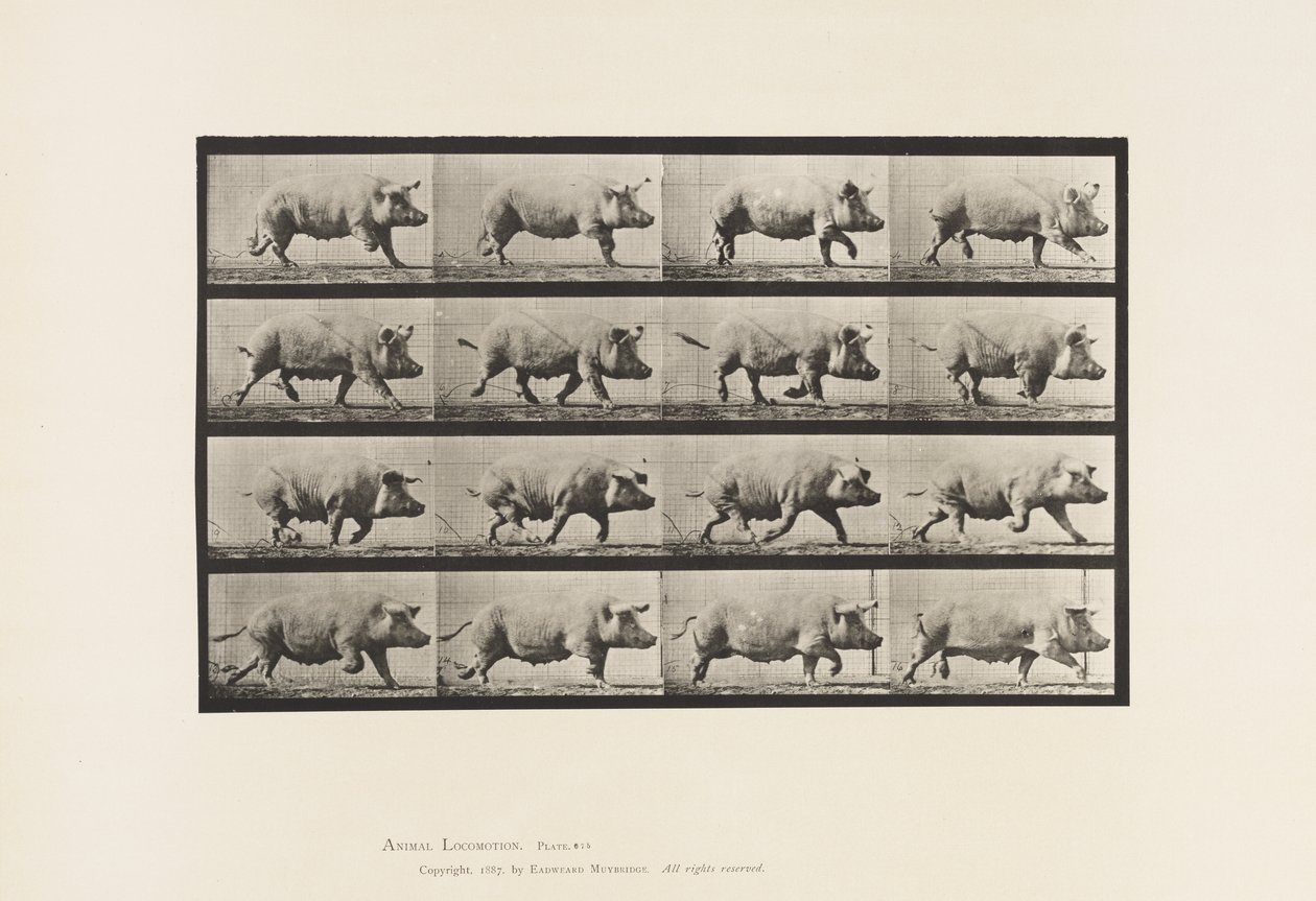 Plaka 675. Ekmek; paça by Eadweard Muybridge
