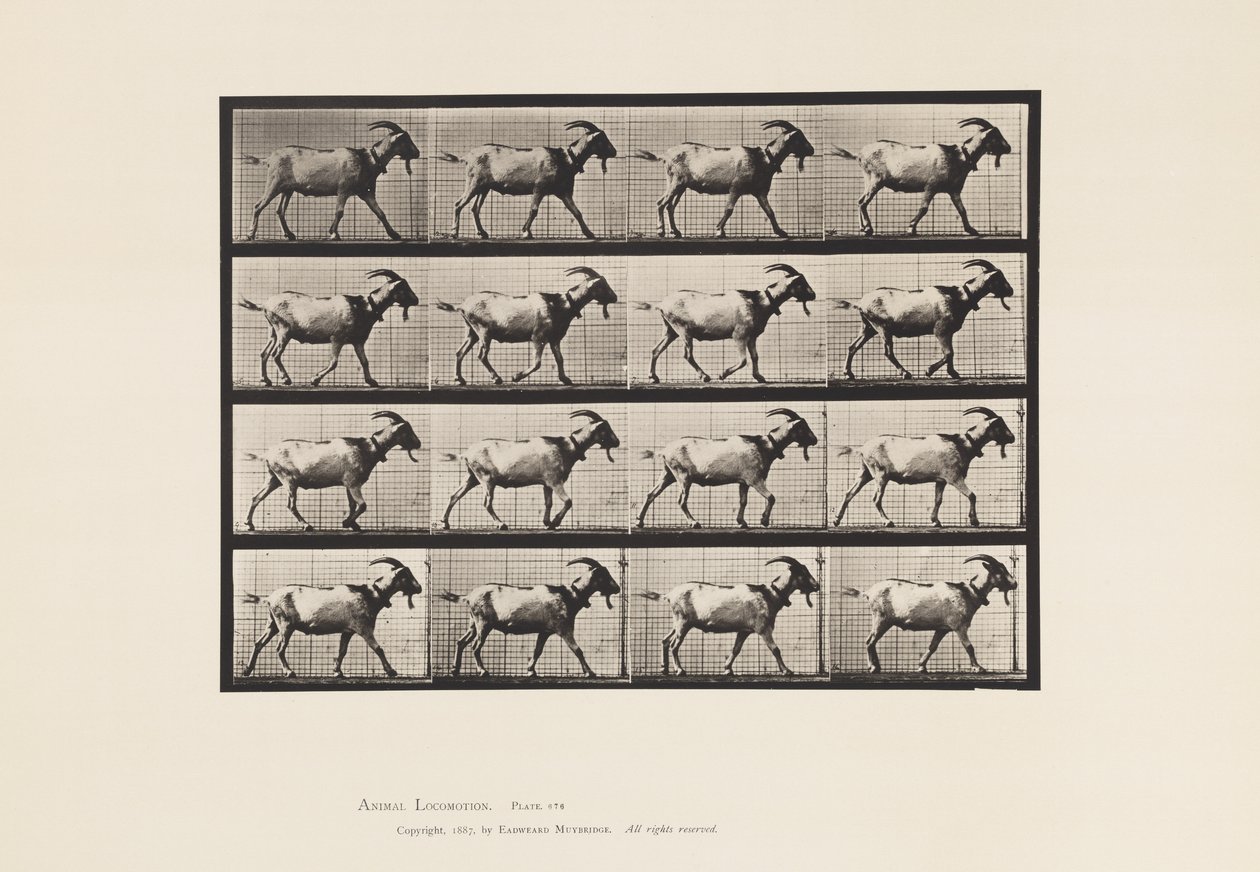 Plaka 676. Keçi; Yürüme by Eadweard Muybridge