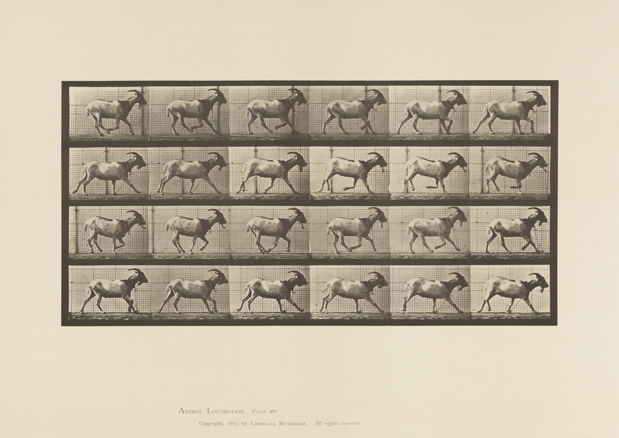 Plaka 679. Keçi; dörtnala by Eadweard Muybridge