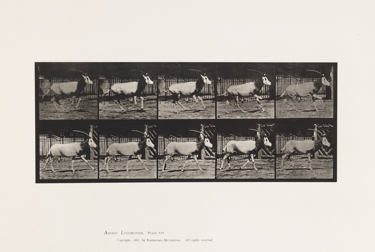 Plaka 680. Orex; dörtnala by Eadweard Muybridge