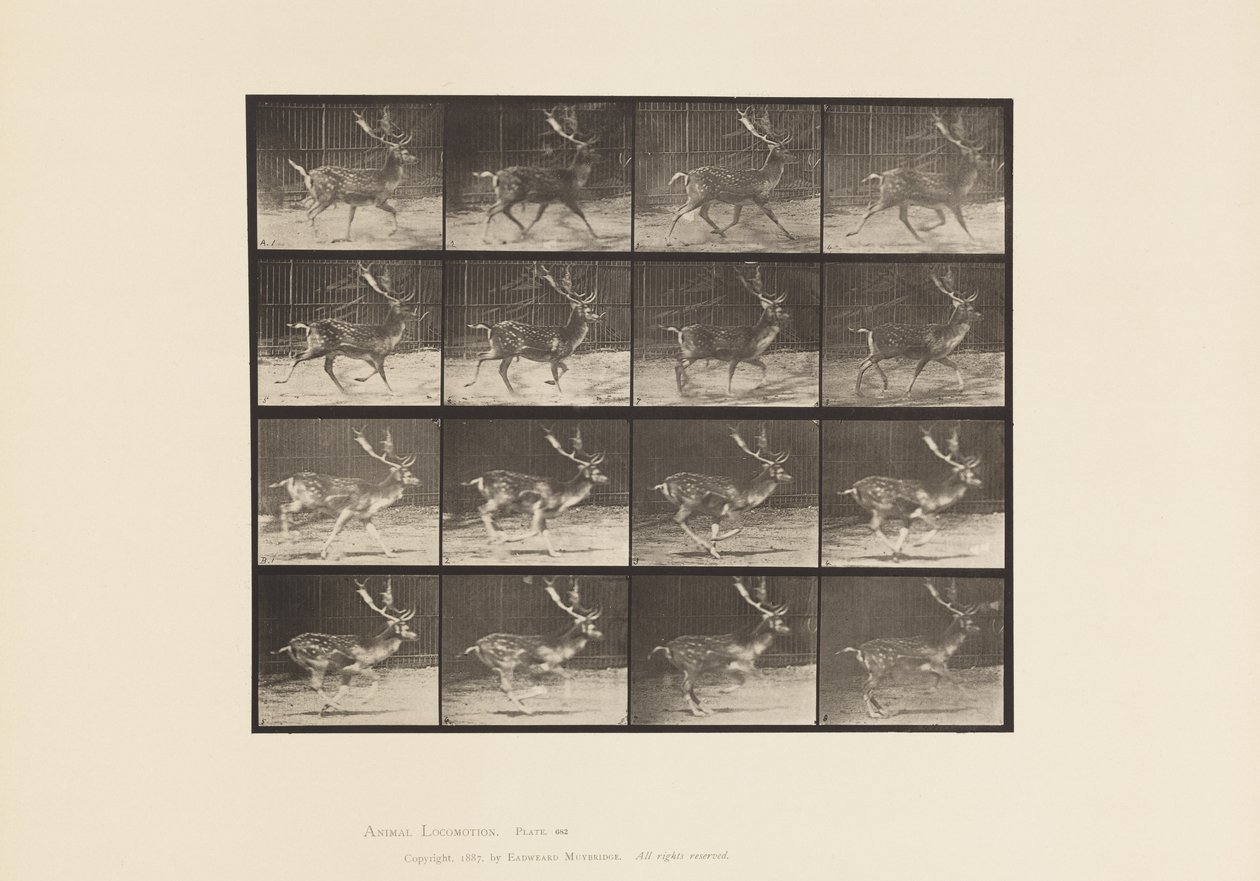 Plaka 682. Nadas; Buck; A, Paça; B, Dörtnala by Eadweard Muybridge