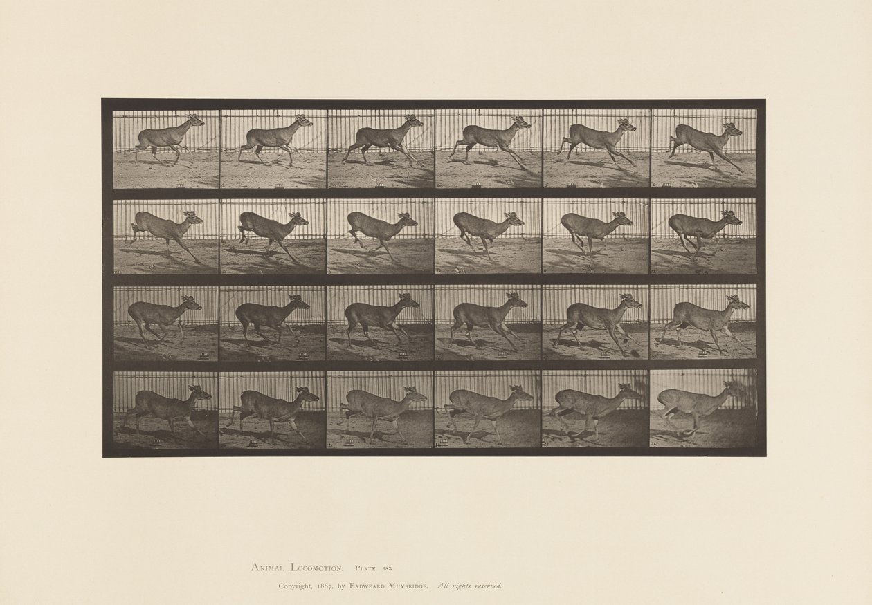 Plaka 683. Virginia Geyiği; (Boynuz yok); Buck; dörtnala by Eadweard Muybridge