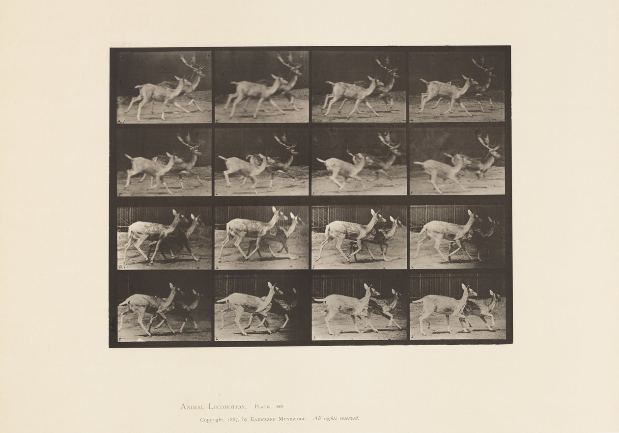 Plaka 684. Alageyik; A, Buck ve Doe; B, İki Yapar; paça by Eadweard Muybridge