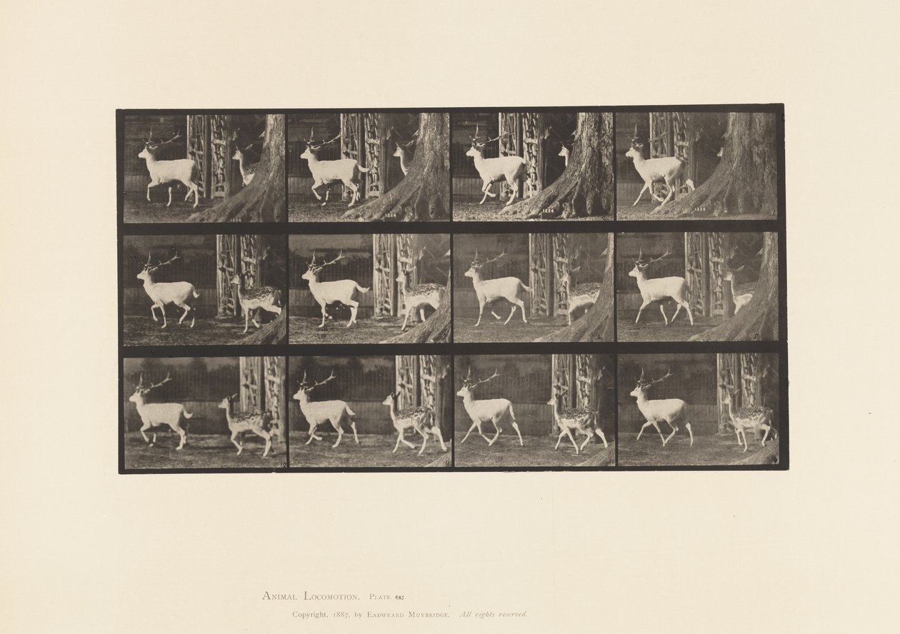 Plaka 685. Alageyik; Buck ve Doe; paça by Eadweard Muybridge