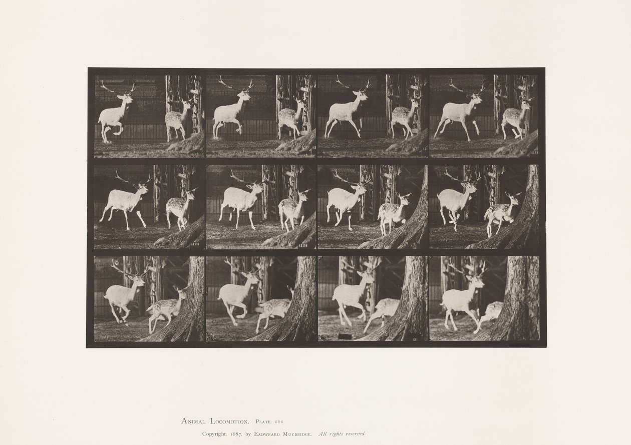 Plaka 686. Alageyik; Buck ve Doe; dörtnala by Eadweard Muybridge