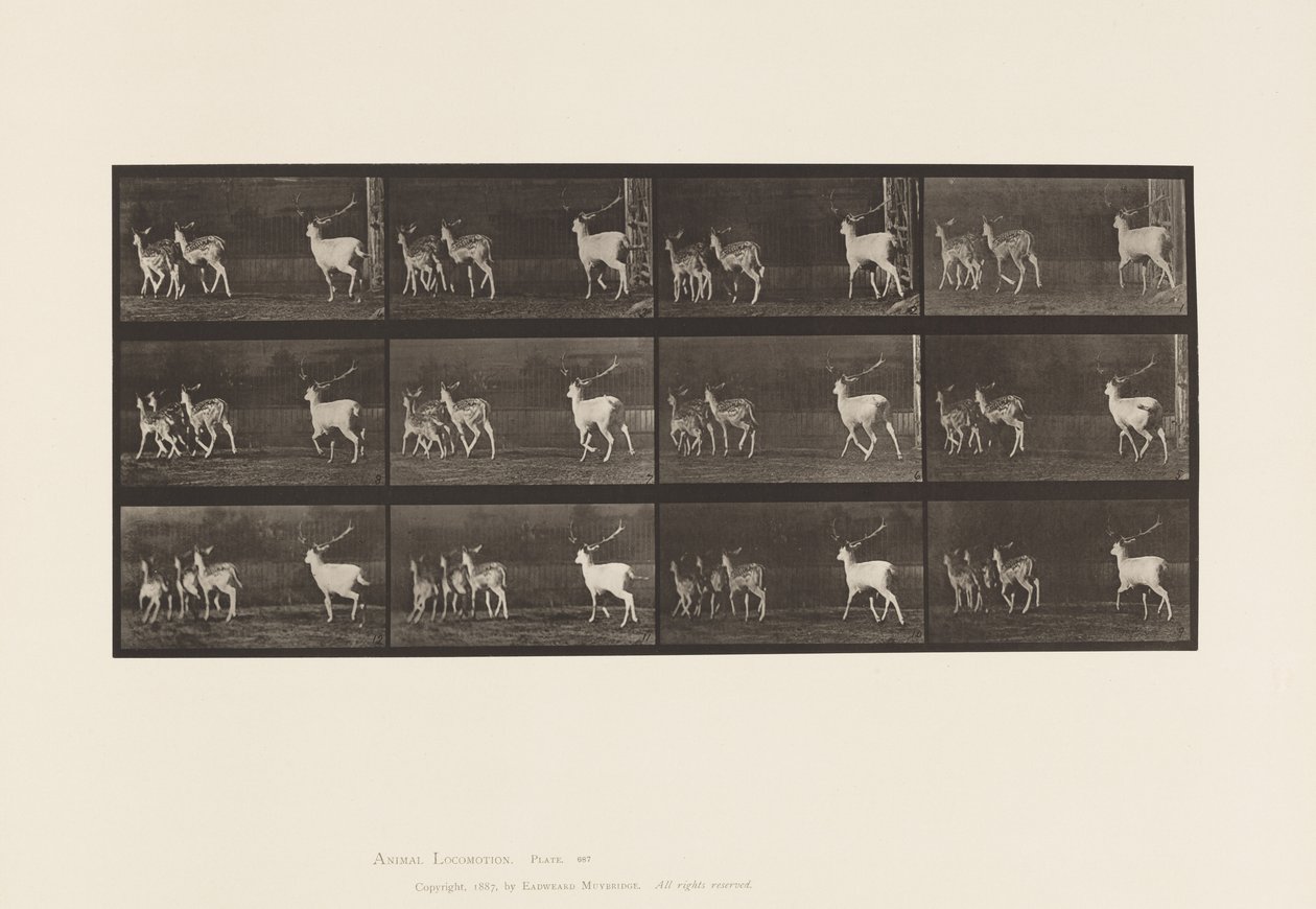 Plaka 687. Alageyik; Buck ve Yapar Grubu; dörtnala by Eadweard Muybridge
