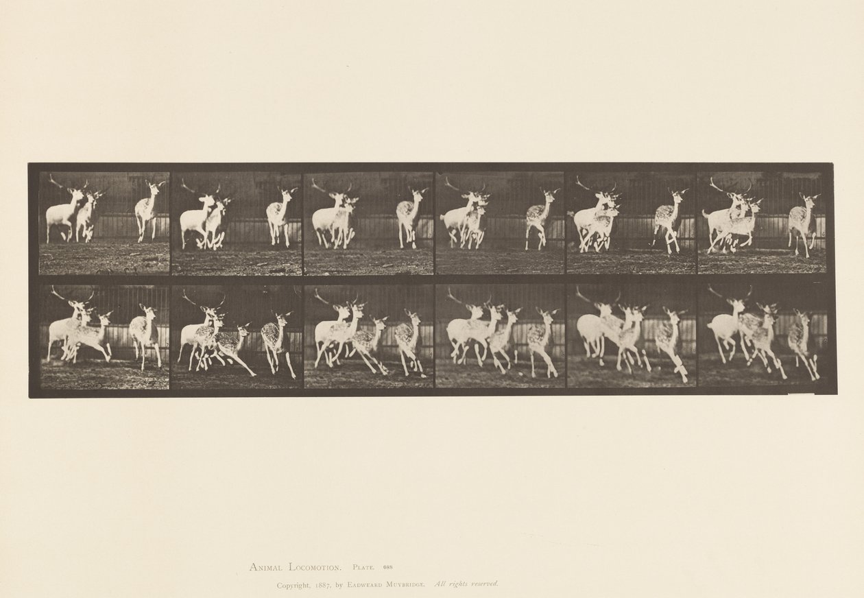 Plaka 688. Alageyik; Buck ve Yapar Grubu; dörtnala by Eadweard Muybridge