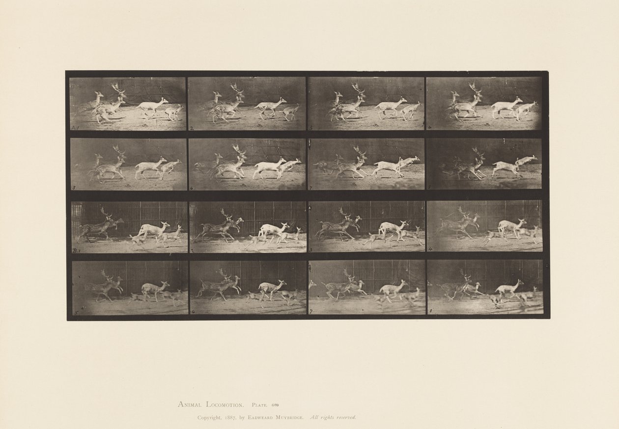 Plaka 689. Alageyik; A, B, Buck ve Yapar Grubu; dörtnala by Eadweard Muybridge