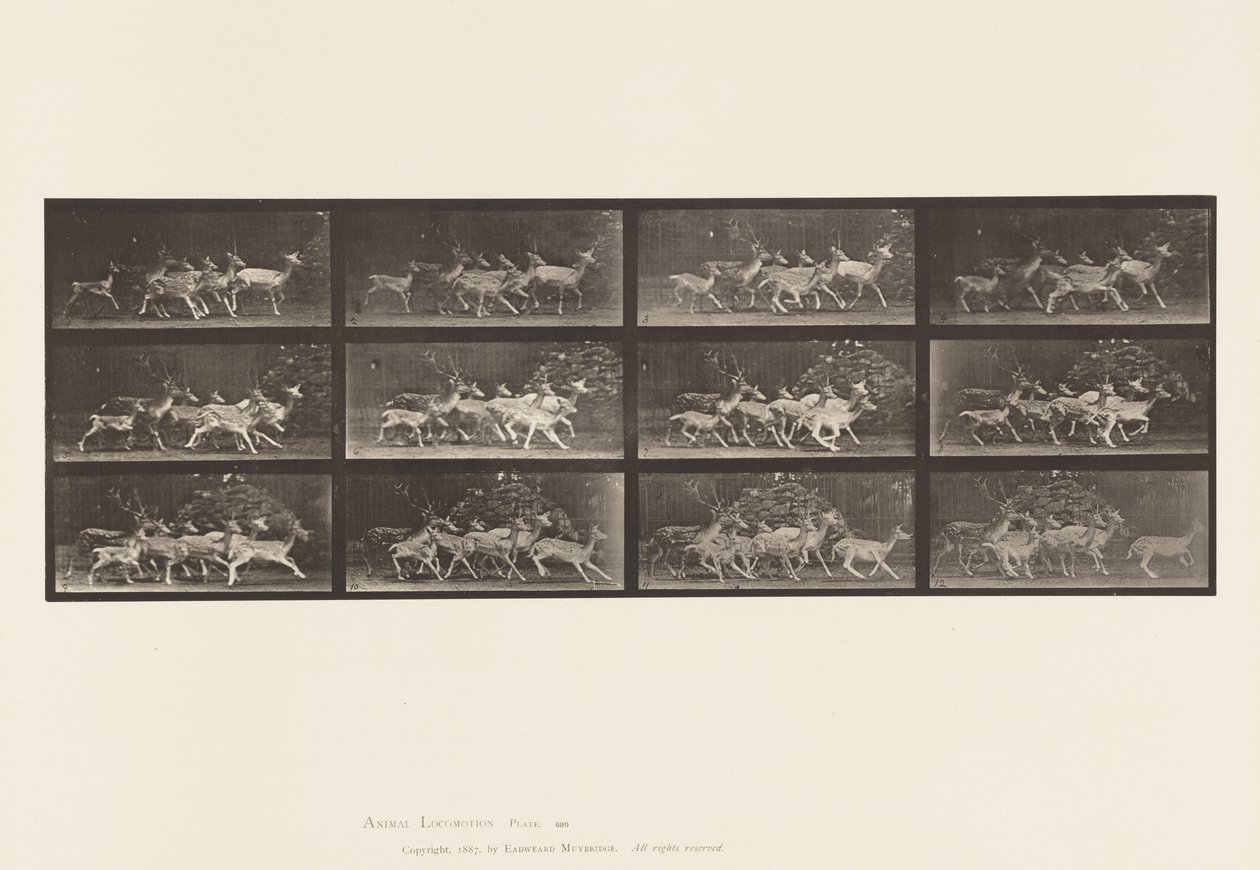 Plaka 690. Alageyik; Buck ve Yapar Grubu; Çeşitli Hareketler by Eadweard Muybridge