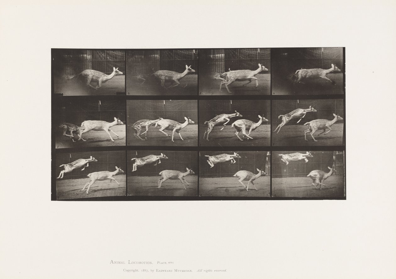Plaka 691. Alageyik; geyik; dörtnala; ve Çocuk; Atlama by Eadweard Muybridge