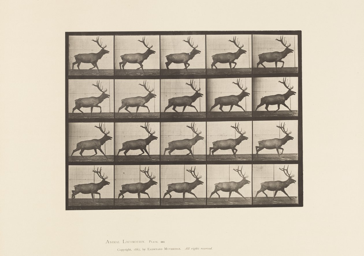 Plaka 692. Elk, Paça by Eadweard Muybridge