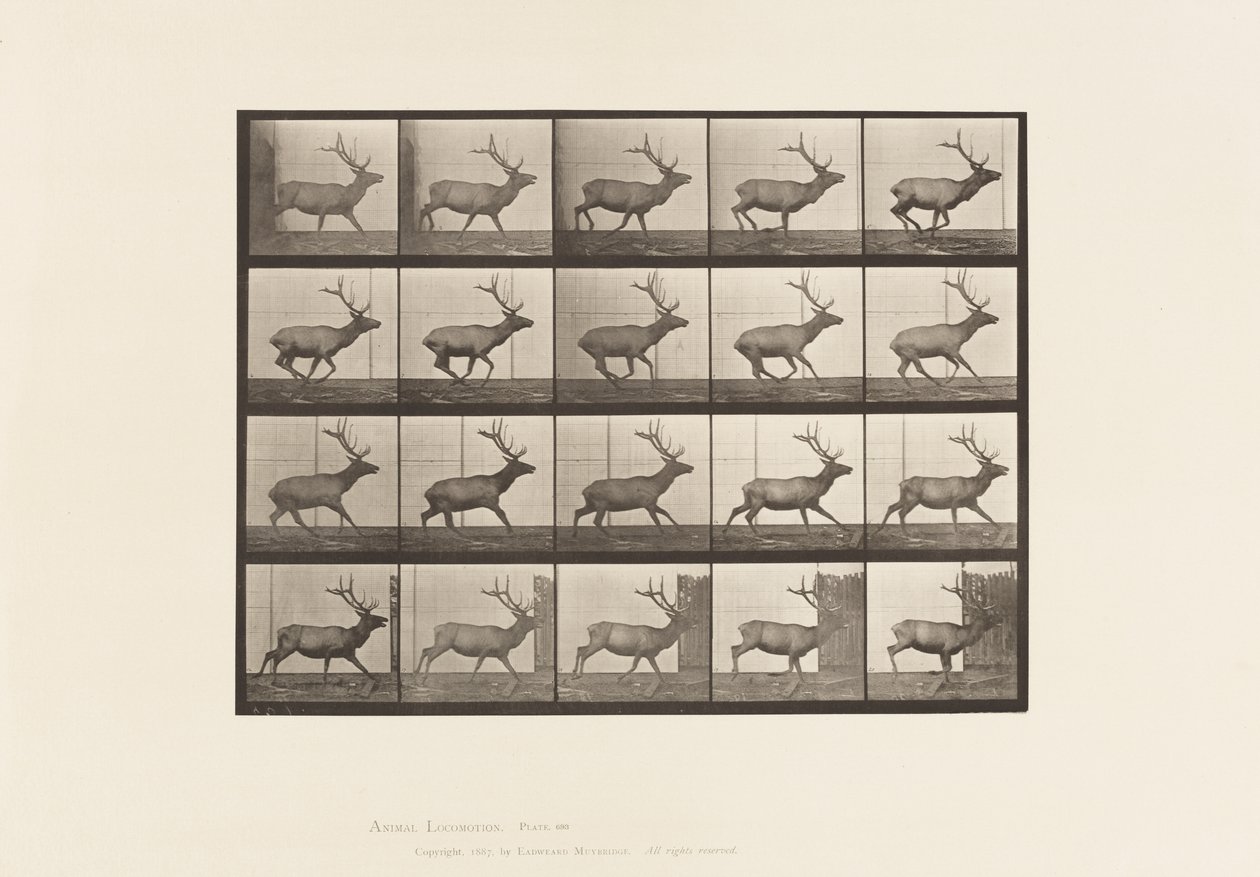 Plaka 693. Elk, Dörtnala by Eadweard Muybridge