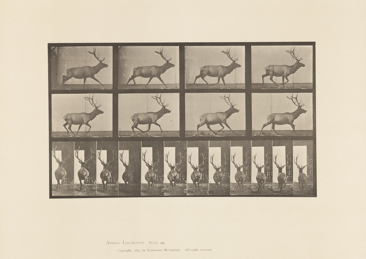 Plaka 694. Elk, Dörtnala by Eadweard Muybridge