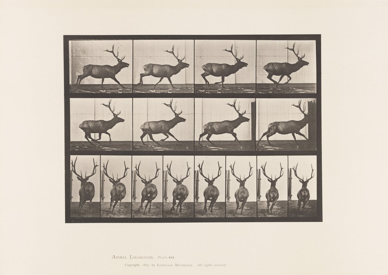 Plaka 695. Elk, Dörtnala by Eadweard Muybridge