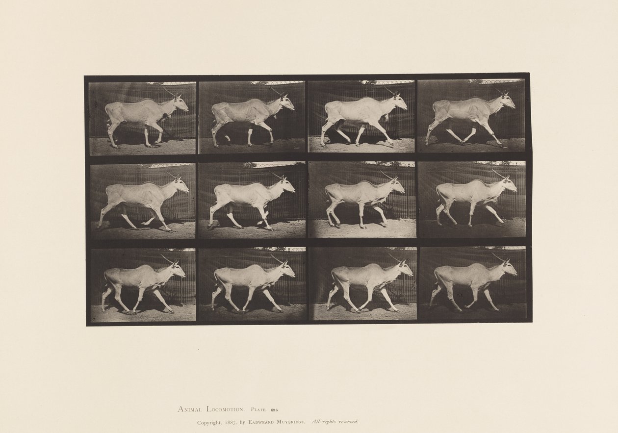 Plaka 696. Eland, Paça by Eadweard Muybridge