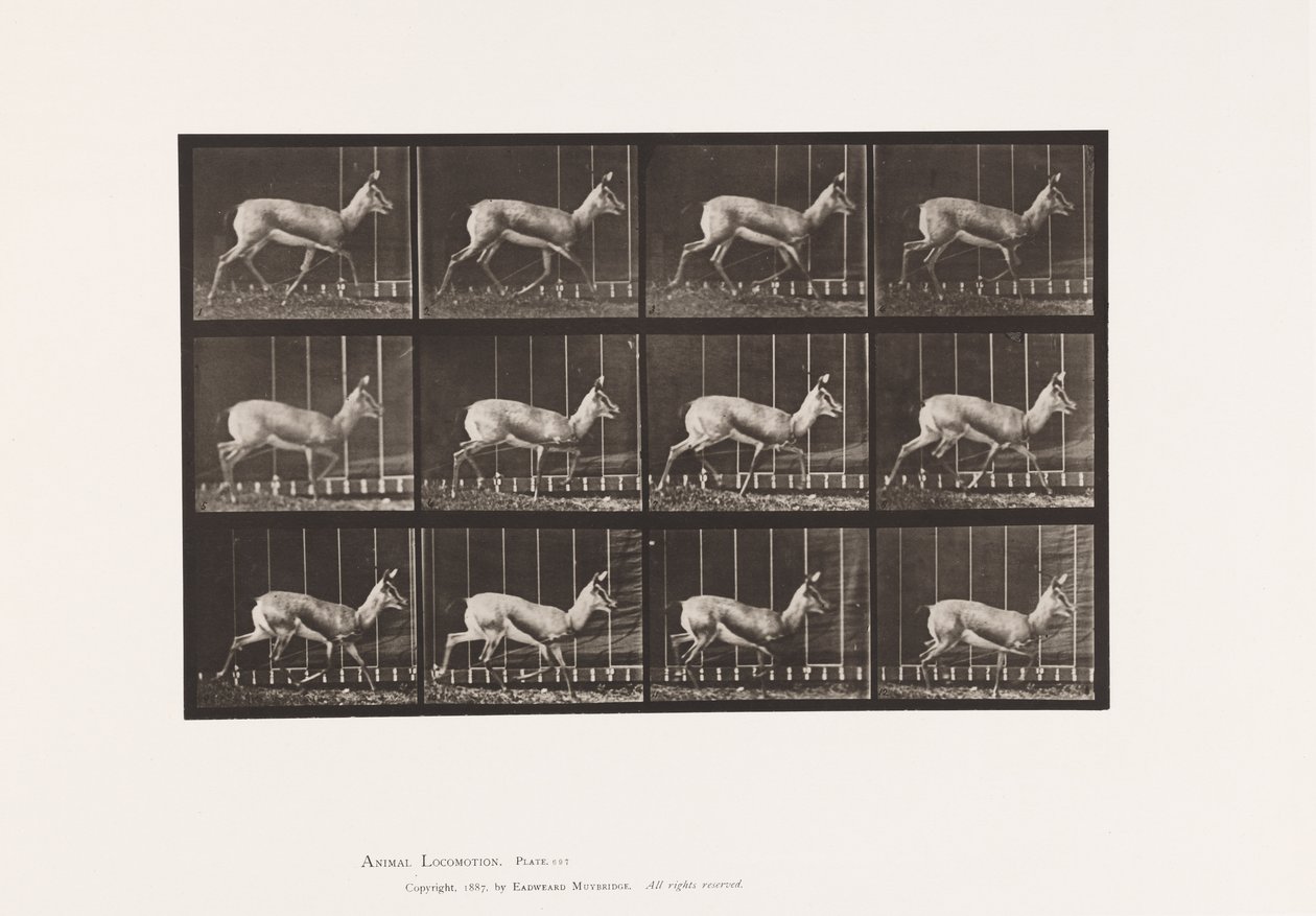 Plaka 697. Antilop; paça by Eadweard Muybridge