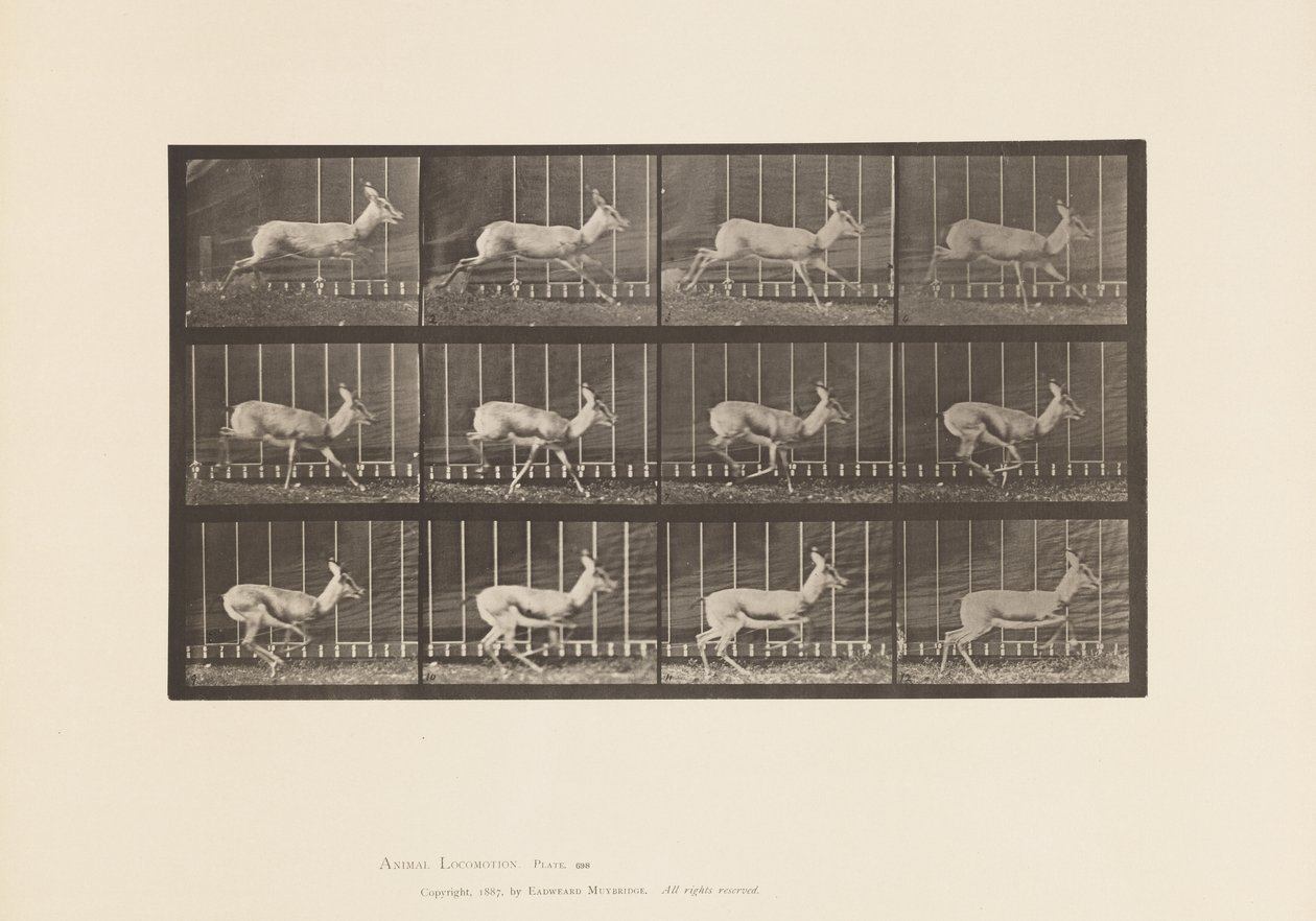 Plaka 698. Antilop; dörtnala by Eadweard Muybridge